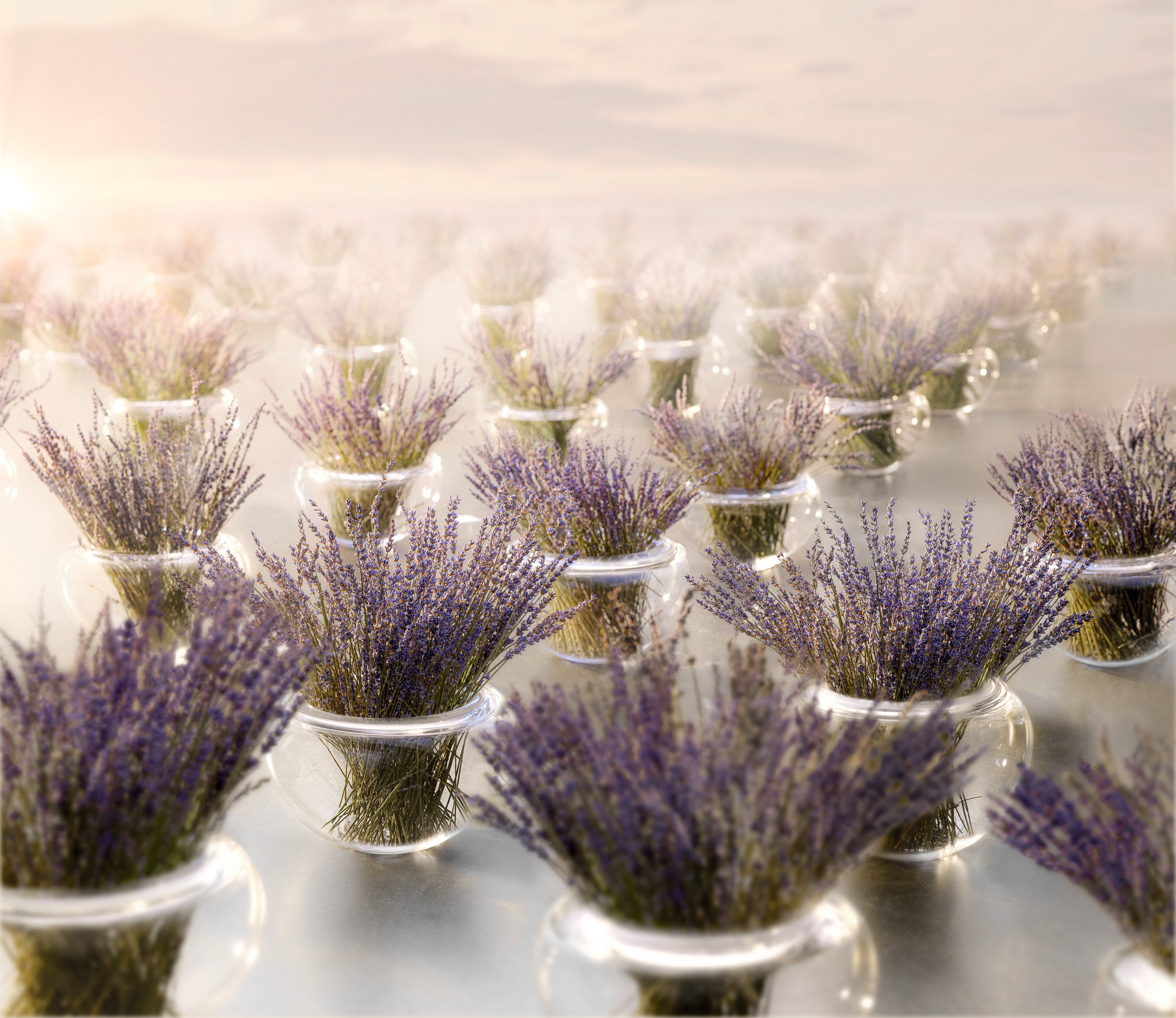 Provence-Schalen in Reihen mit Lavendel drin