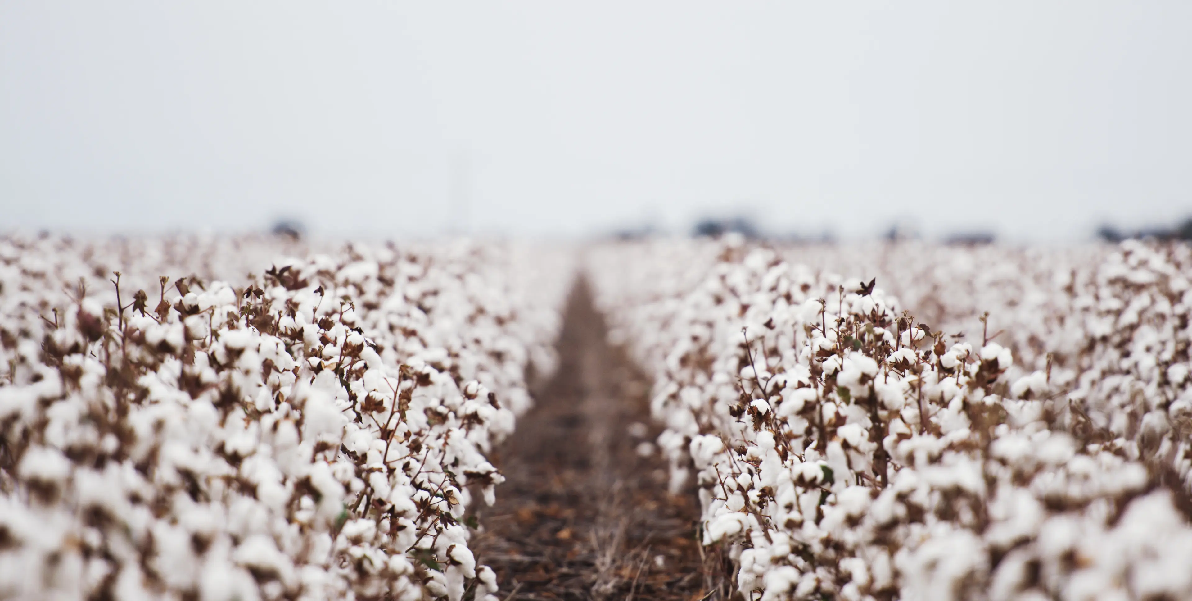 Cotton from Rosendahl products and series