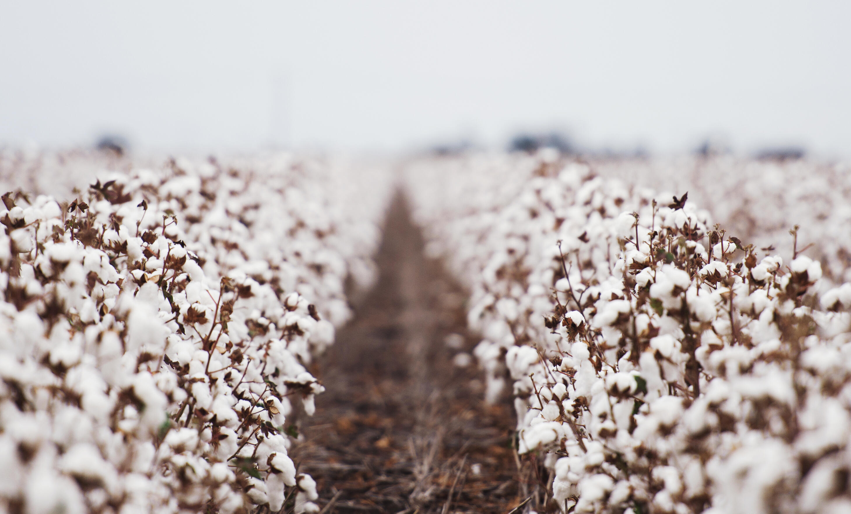 Cotton field. Rosendahl products and series of cotton