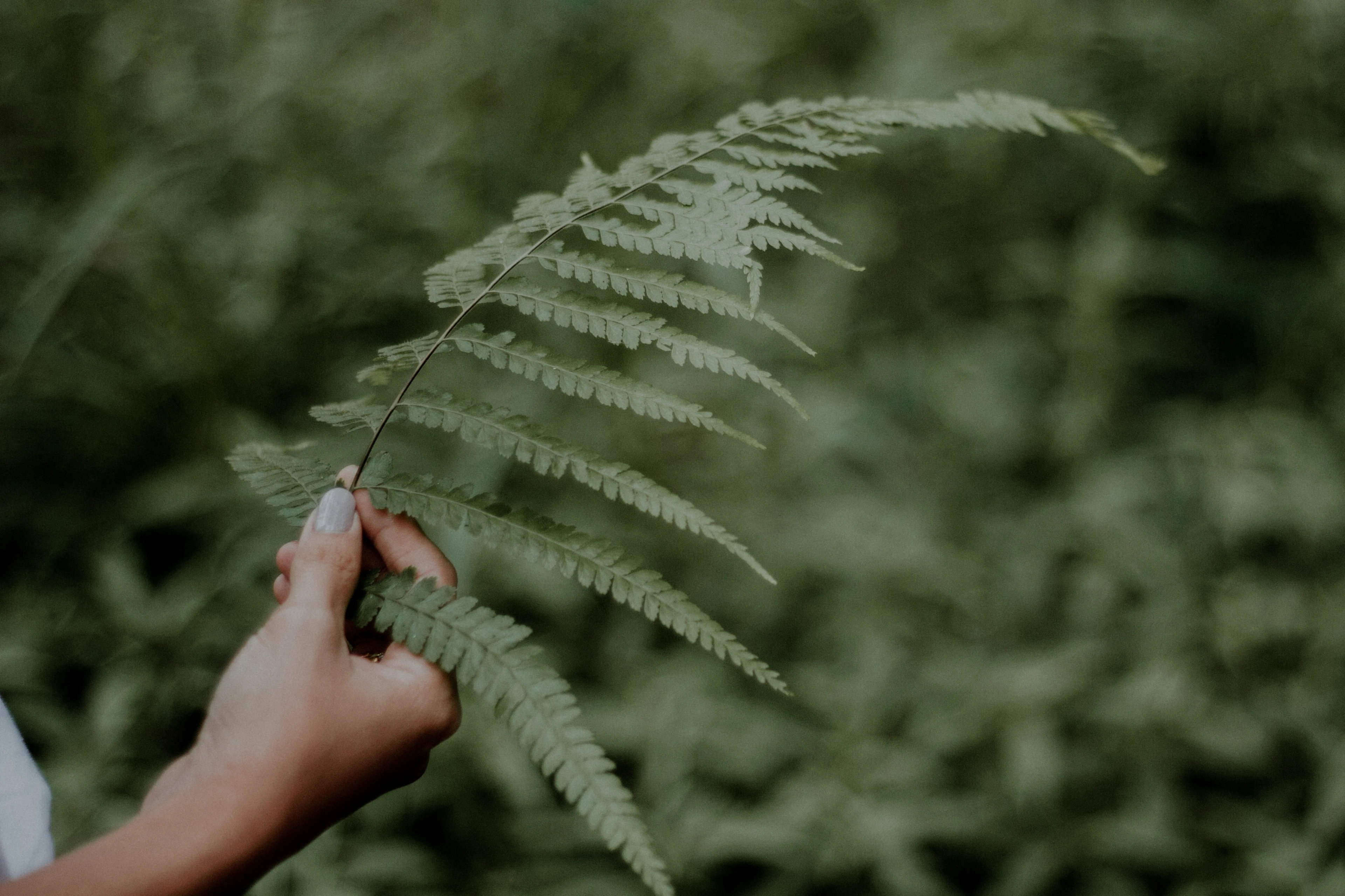 FSC certified wood Rosendahl