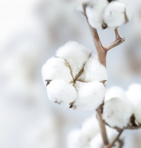 A cotton branch. 