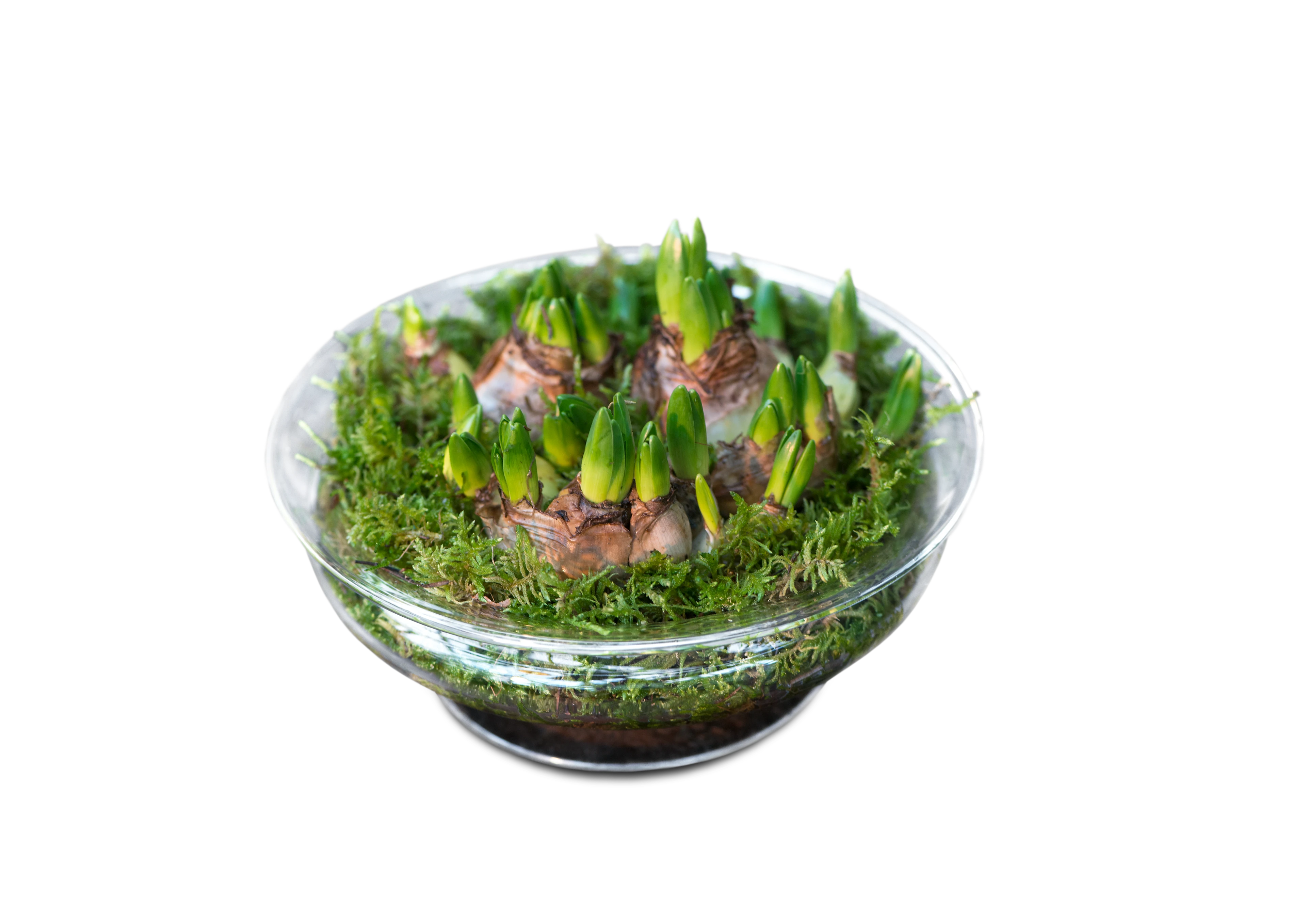 Flower bowl Ø25 cm from Holmegaard in Clear color, made of Glass