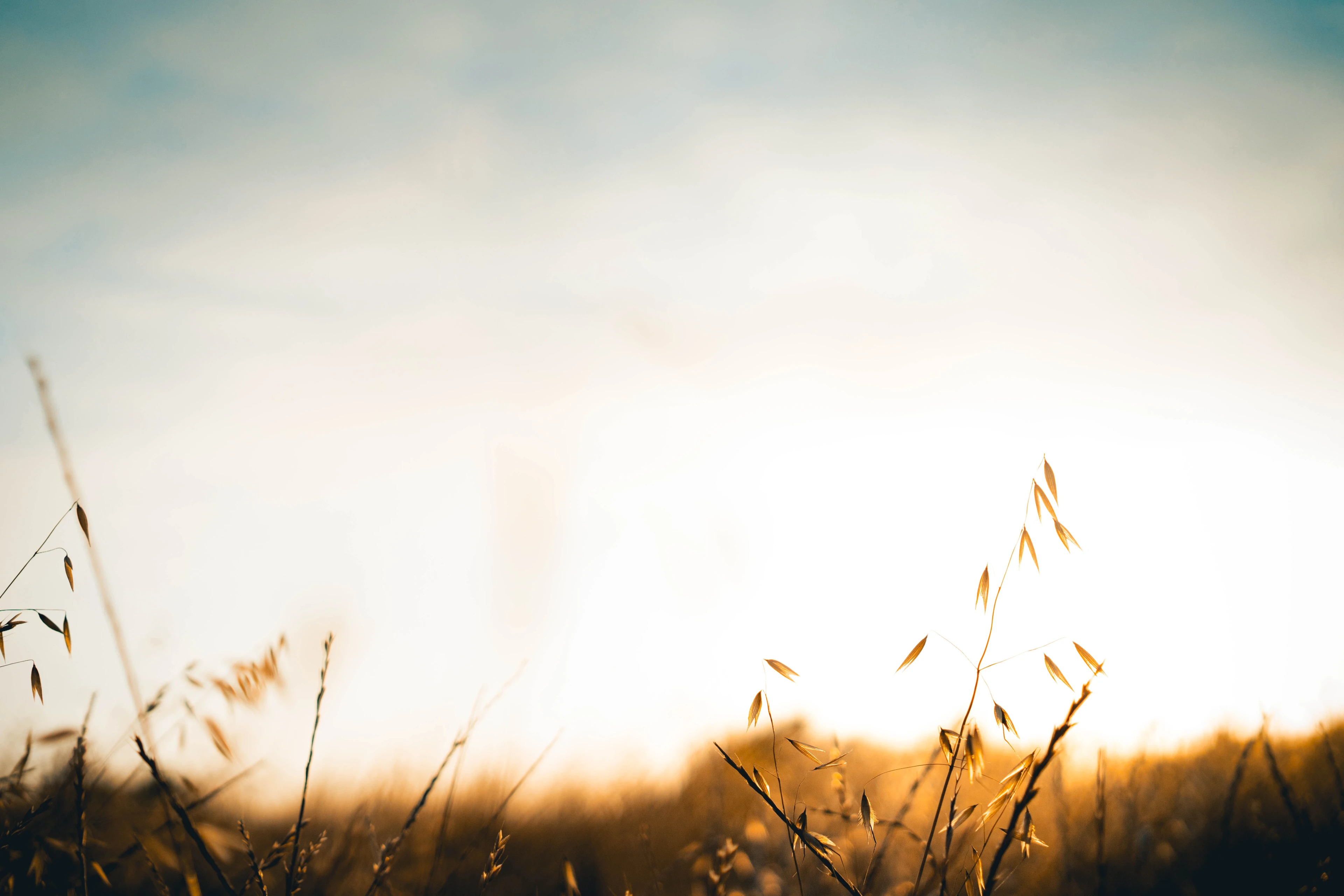 A field of oats with the sun shining in the background