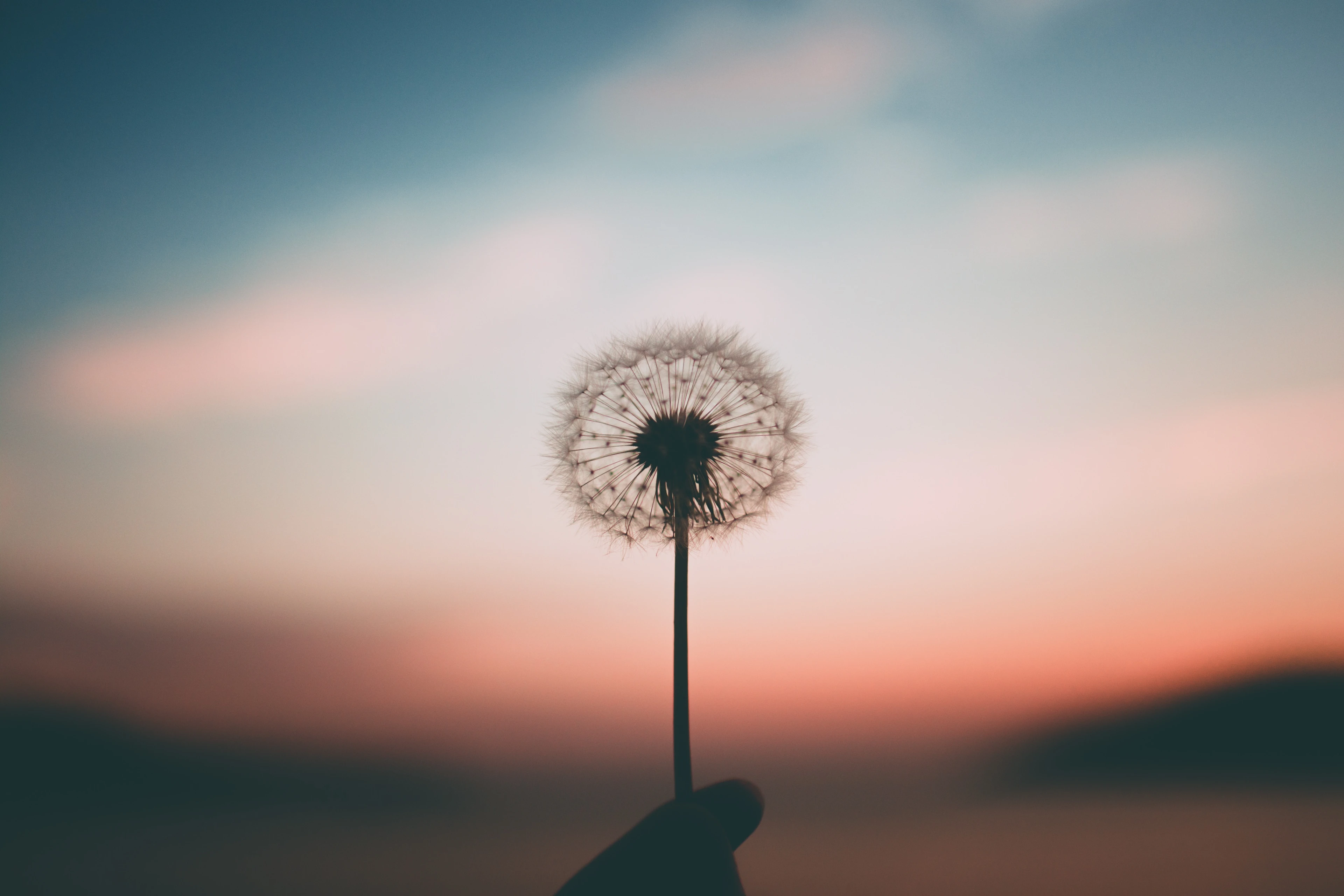 A wilted dandelion against a red sunset sky, silhouetted by the warm fading light