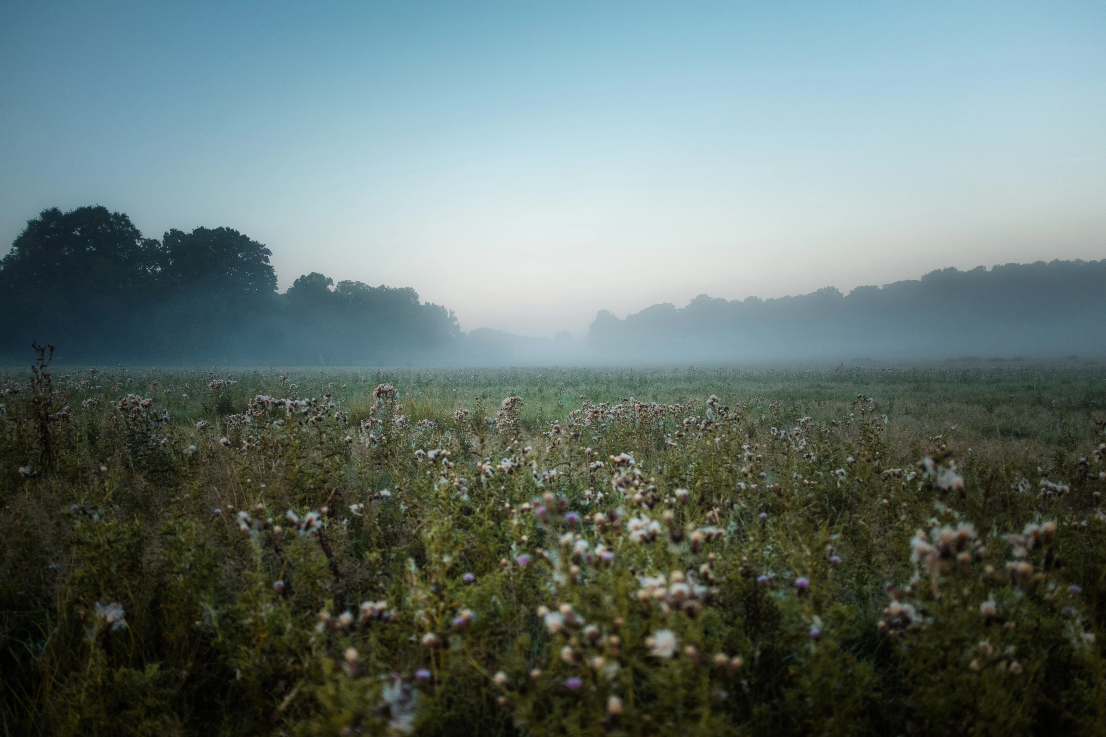 Flower field in the background with mist or fog