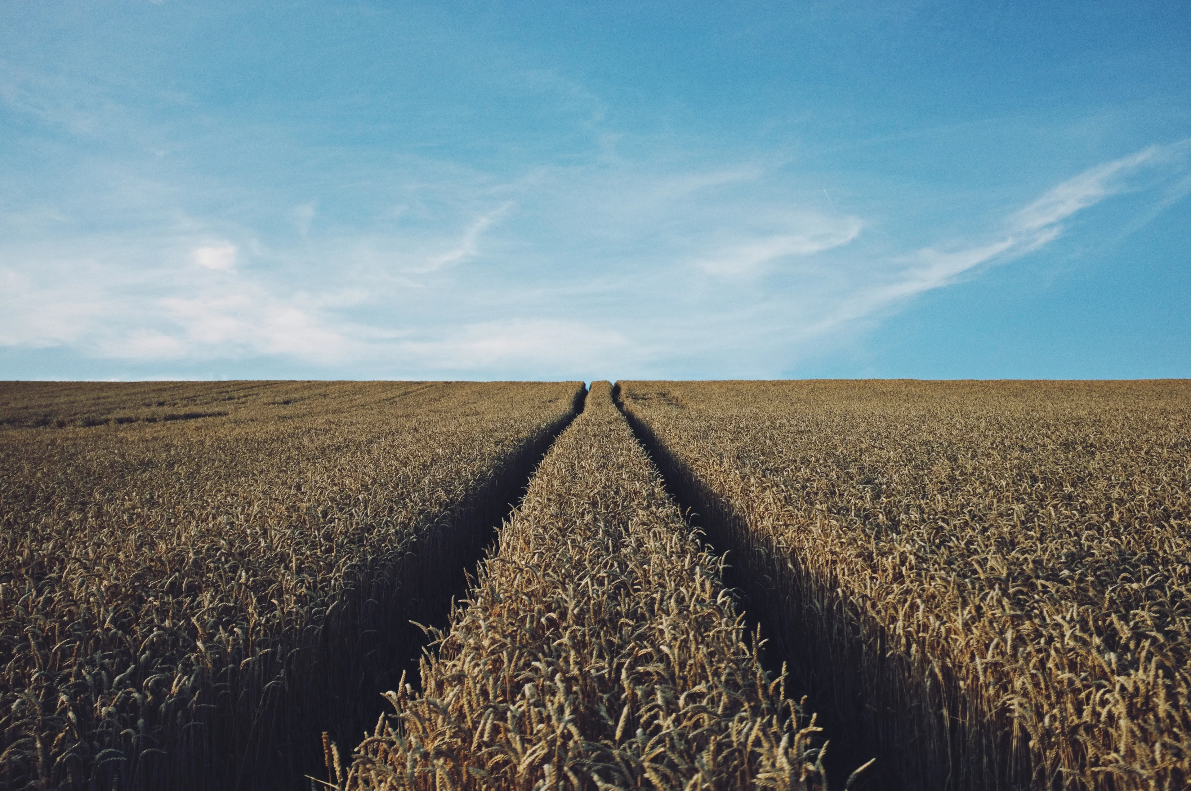 Open field marked by tractor tracks, stretching beneath a clear blue sky