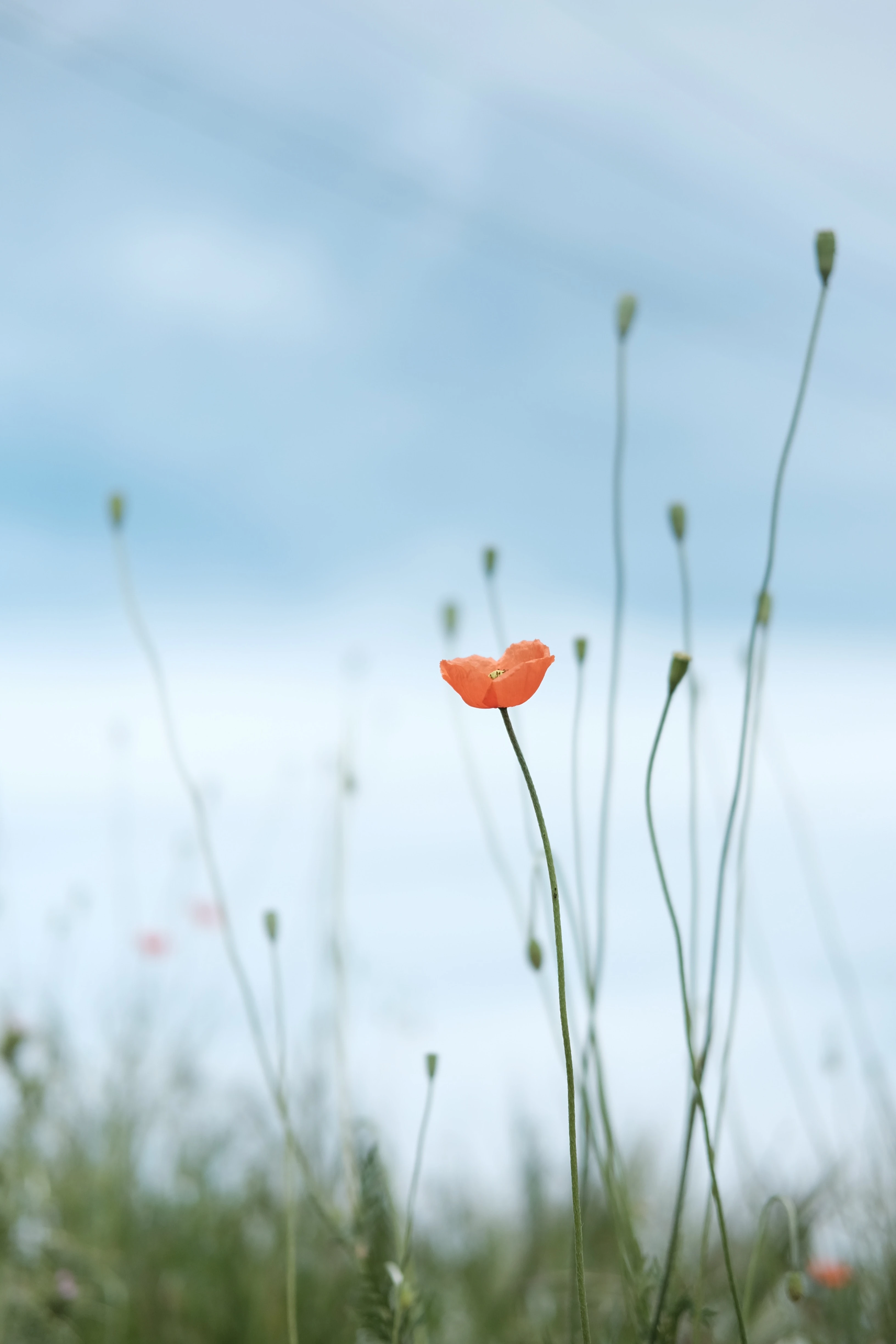 A bright red poppy flower with delicate petals and a dark center, standing out against a blurred blue background.
