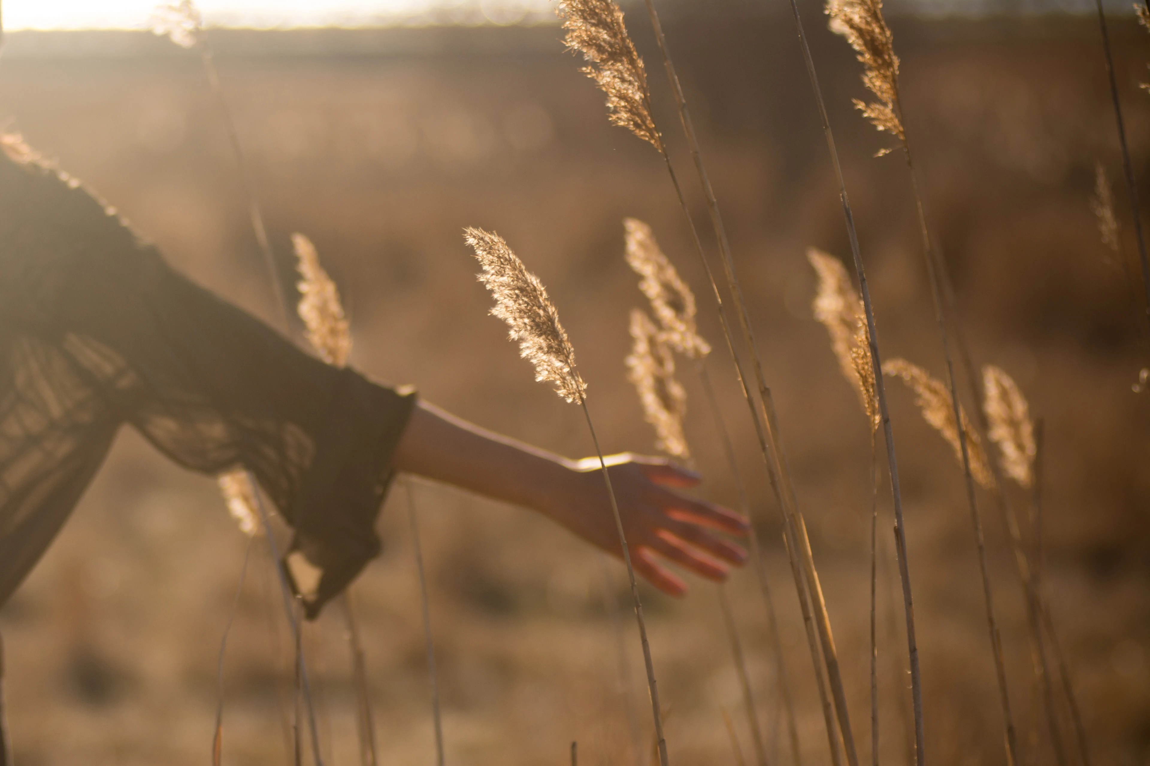 A hand brushes ripe wheat in a golden field at sunset, bathed in warm light and moving gently with the wind.
